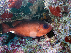 Heteropriacanthus cruentatus