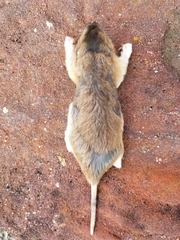 Geomys texensis
