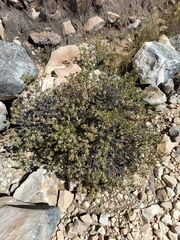Baccharis papillosa