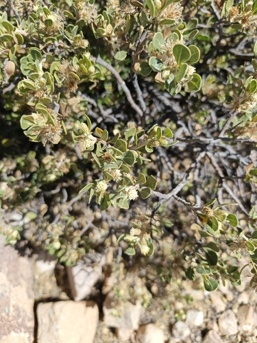 Baccharis papillosa, photograph 2