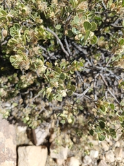 Baccharis papillosa, photograph author not stated, no rights reserved