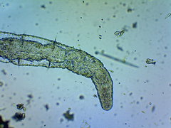 Aeolosoma