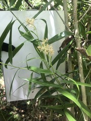 Flagellaria indica