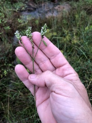 Verbena montevidensis