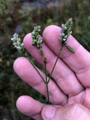 Verbena montevidensis