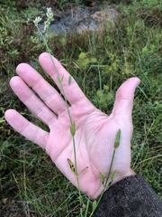 Verbena montevidensis