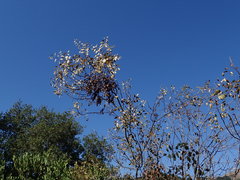 Fraxinus dipetala