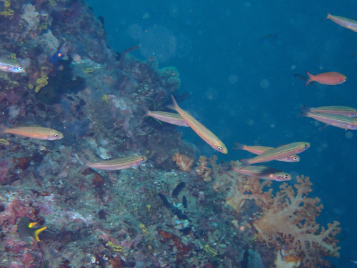Fusilier (Gymnocaesio gymnoptera) — Caesionidae