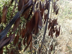 Fraxinus dipetala