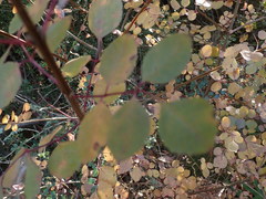 Fraxinus dipetala