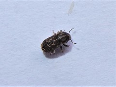 Chaetoptelius mundulus