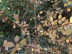 Fraxinus dipetala