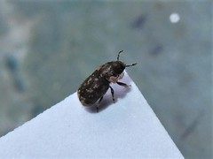 Chaetoptelius mundulus