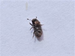 Chaetoptelius mundulus