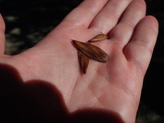 Fraxinus dipetala