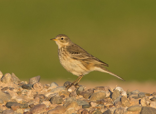 American Pipit, photo 8 of 8