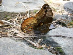 Catoblepia orgetorix