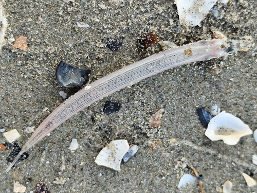 Mediterranean sand eel (Gymnammodytes cicerelus) — Ammodytidae
