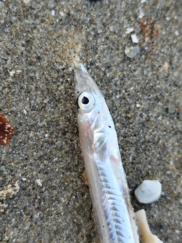 Mediterranean sand eel (Gymnammodytes cicerelus) — Ammodytidae — 3