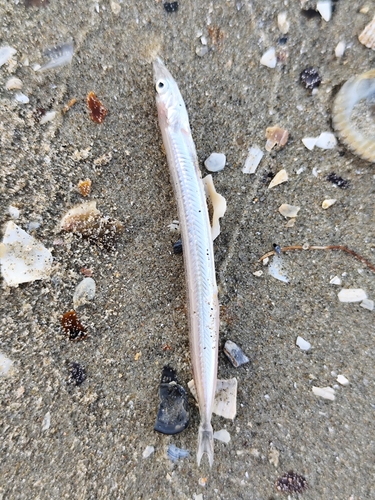 Mediterranean sand eel (Gymnammodytes cicerelus) — Ammodytidae — 2