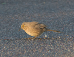 Toxostoma bendirei