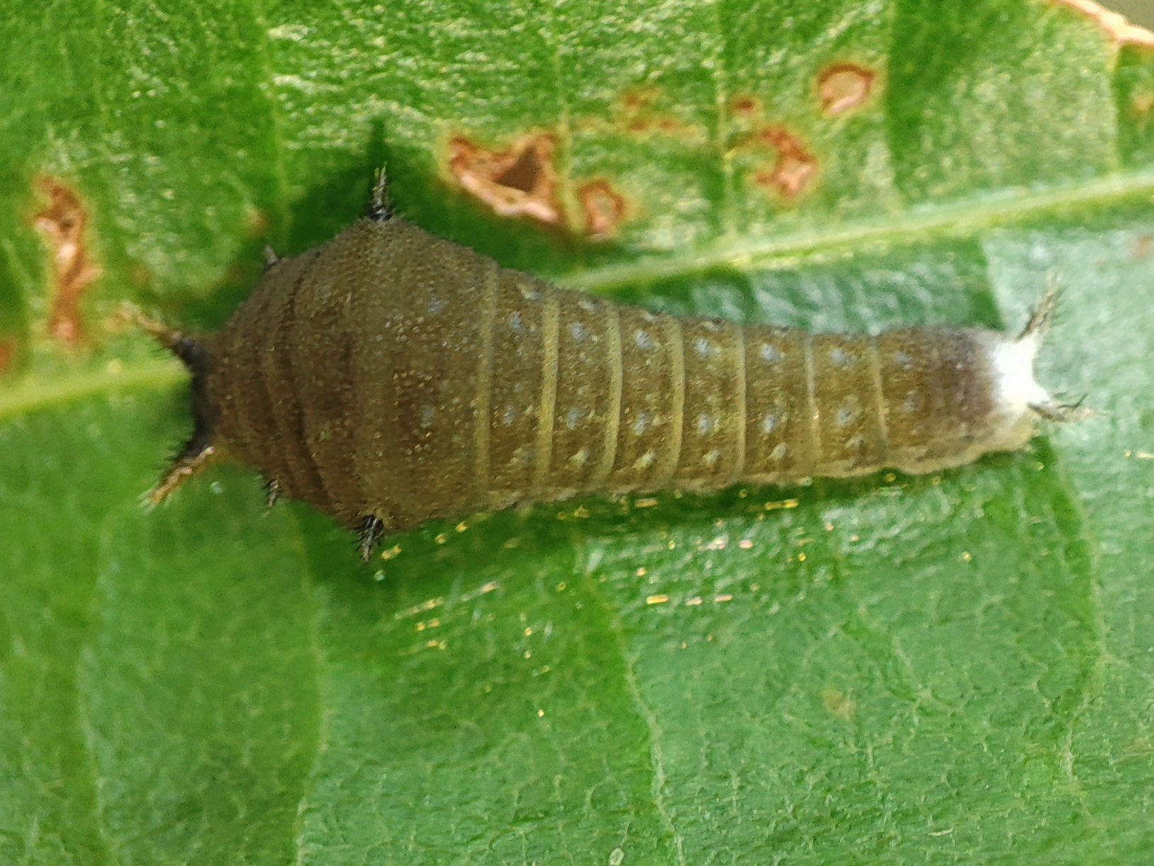 Narrow-Banded Bluebottle