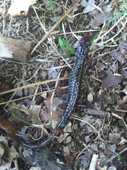 Plethodon caddoensis
