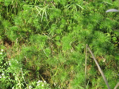 Cyperus prolifer