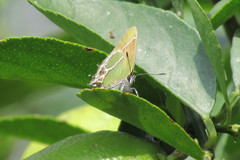 Callophrys xami xami