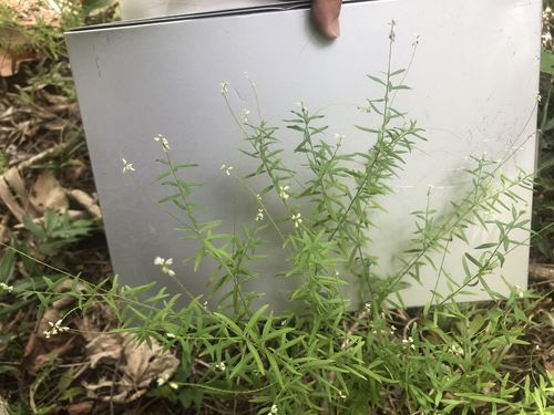 Polygala paniculata iNat (2)