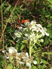 Sphex jamaicensis