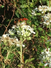 Sphex jamaicensis