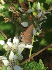 Electrostrymon angelia