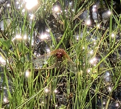 Sympetrum illotum