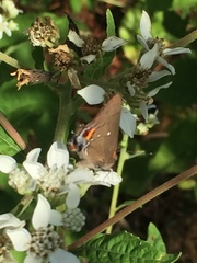 Electrostrymon angelia