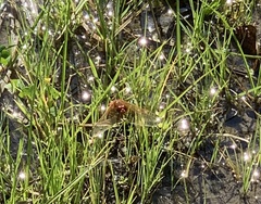 Sympetrum illotum