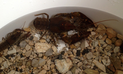 Austropotamobius fulcisianus