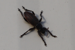 Brachyderes lusitanicus