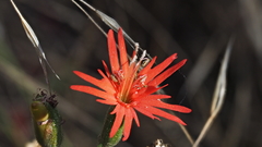 Silene laciniata laciniata