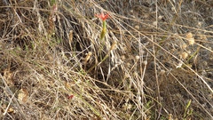 Silene laciniata laciniata