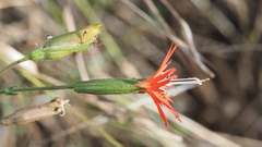 Silene laciniata laciniata
