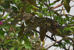 Heliosciurus mutabilis