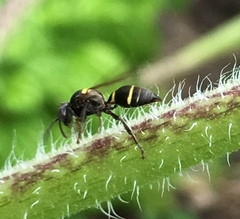 Hoplisoides semipunctatus