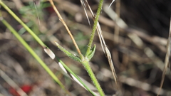 Silene laciniata laciniata