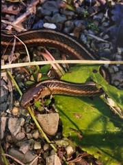 Thamnophis brachystoma