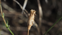 Silene laciniata laciniata