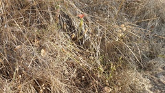 Silene laciniata laciniata