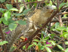 Heliosciurus mutabilis