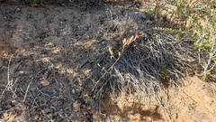 Silene laciniata laciniata