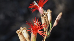 Silene laciniata laciniata